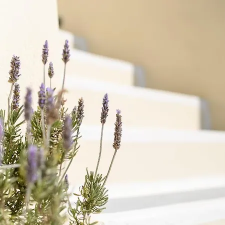 Villa Astraea House *