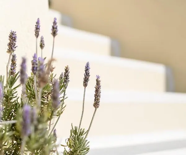 Villa Astraea House *